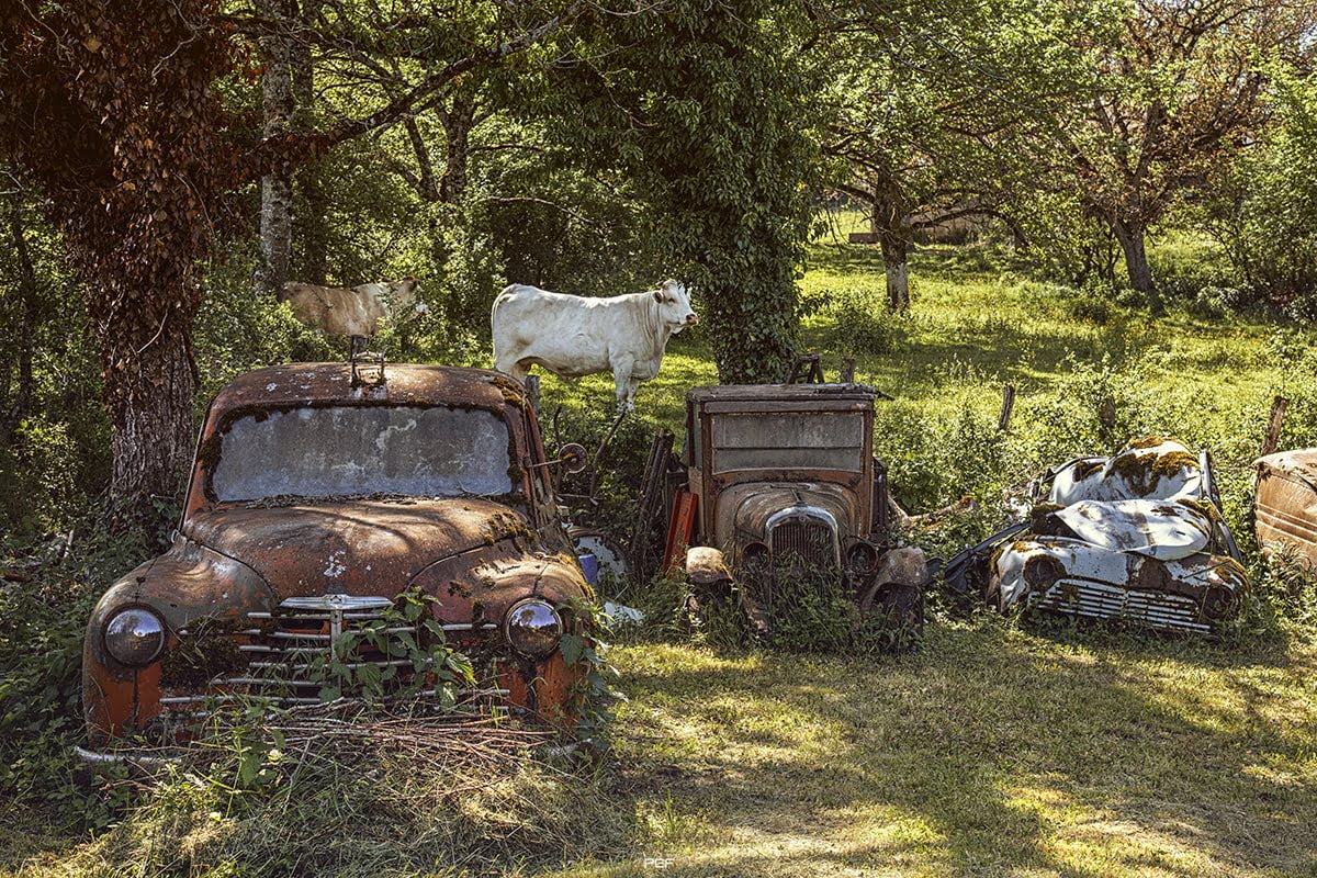 "Sans vouloir dénigrer les vaches, ce ne sont pas les meilleures à cache-cache..." "Sans vouloir dénigrer les vaches, ce ne sont pas les meilleures à cache-cache..."