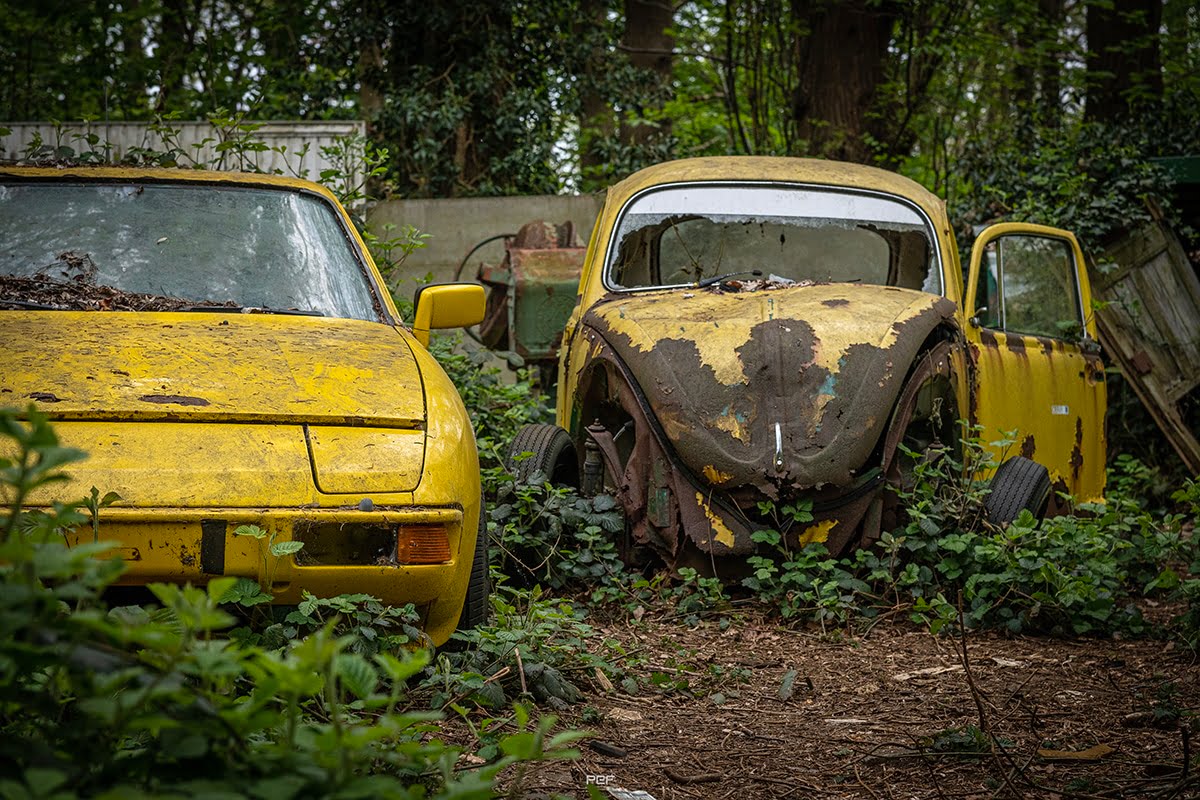 Porsche de porc vs Jeune Cox jaune cocu
